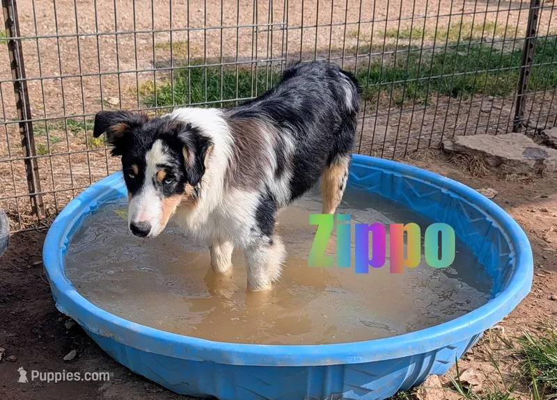 Zippo – Australian Shepherd puppy for sale in Jasper, AR