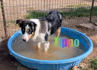 Zippo, a male Australian Shepherd for sale in Jasper, AR – 1 of 9