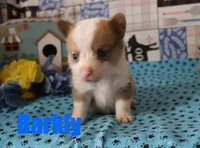 processed/96a9208e-0db9-451e-8630-d87ef0f00e4e/listing/51742d94-31c9-4126-9504-c333e923904a/778e0eab-365f-4fff-bedf-1511990534ab