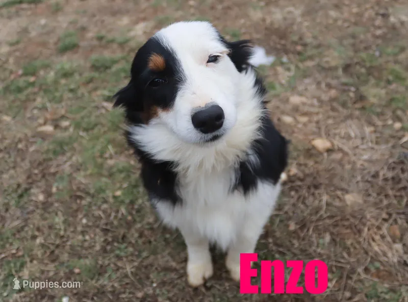 Enzo