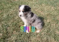 Spud, a male Australian Shepherd for sale in Jasper, AR – 2 of 2