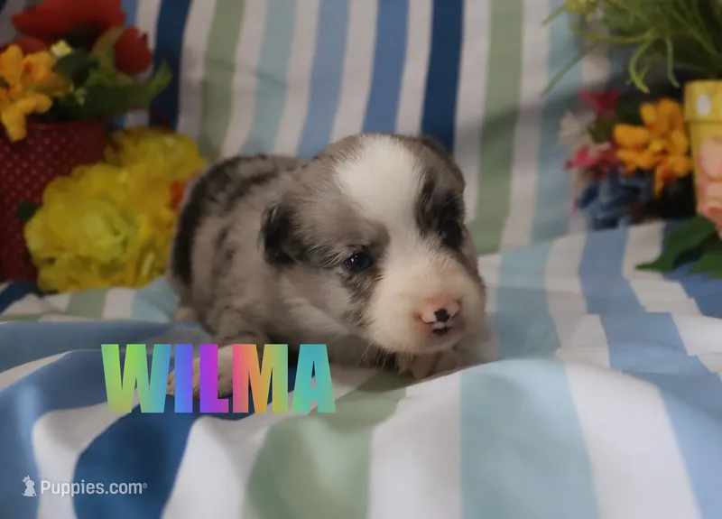 Wilma – Miniature Australian Shepherd puppy for sale in Jasper, AR