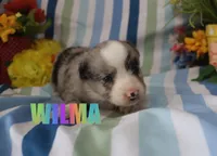 Wilma, a female Miniature Australian Shepherd for sale in Jasper, AR – 1 of 1