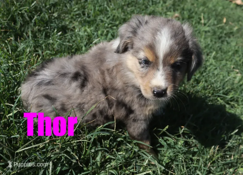 Thor – Miniature Australian Shepherd puppy for sale in Jasper, AR