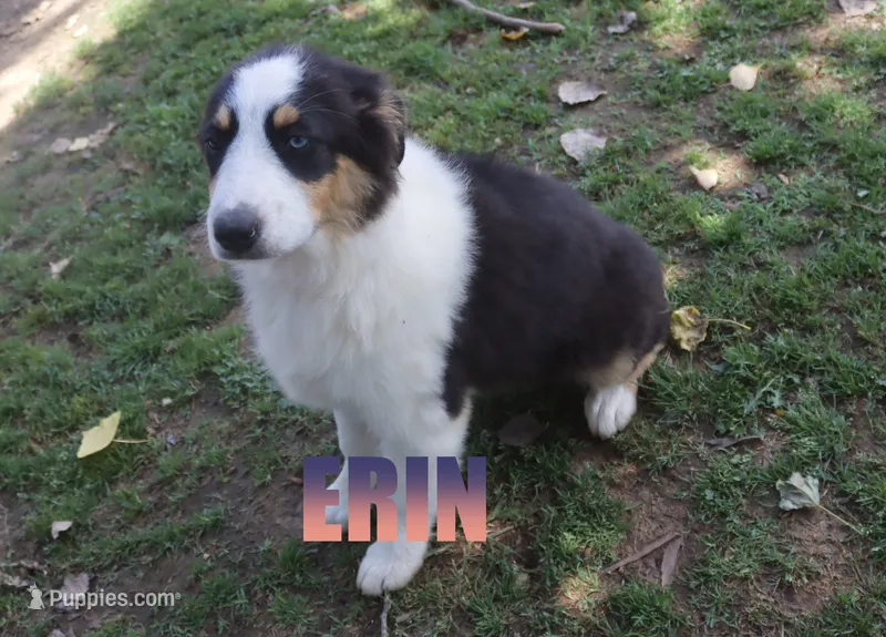 Erin – Australian Shepherd puppy for sale in Jasper, AR
