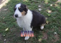 Erin, a female Australian Shepherd for sale in Jasper, AR – 1 of 9