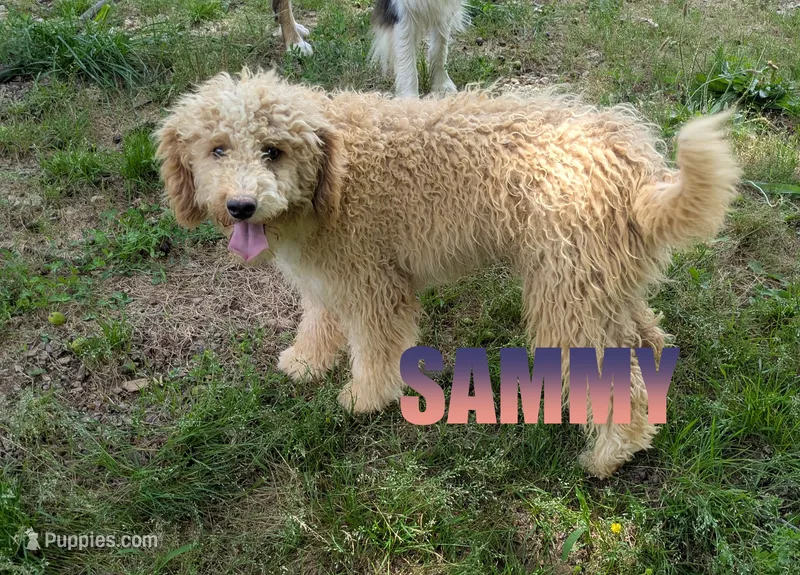 Sammy – Poodle - Miniature  puppy for sale in Jasper, AR