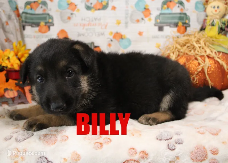 Billy – German Shepherd Dog puppy for sale in Jasper, AR
