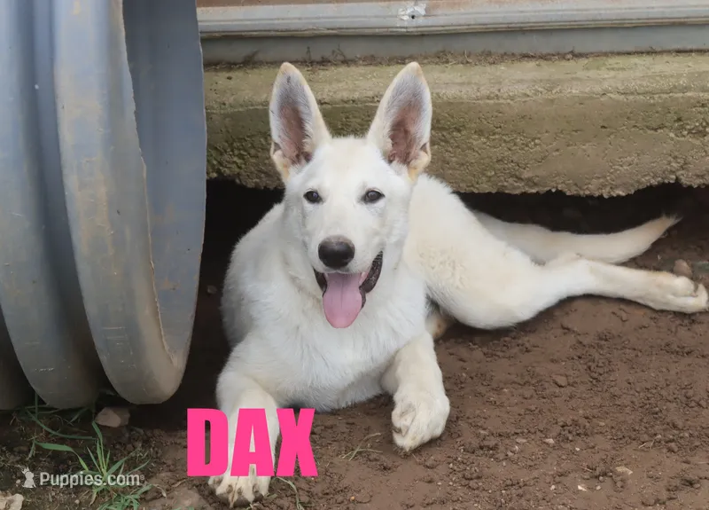 Dax – German Shepherd Dog puppy for sale in Jasper, AR