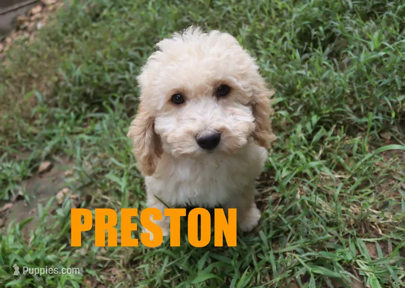 preston – Poodle - Miniature  puppy for sale in Jasper, AR