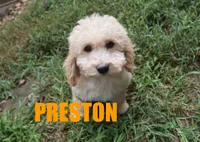 preston, a male Poodle - Miniature  for sale in Jasper, AR – 2 of 9