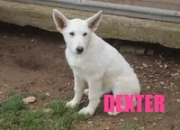 Dexter, a male German Shepherd Dog for sale in Jasper, AR – 1 of 3