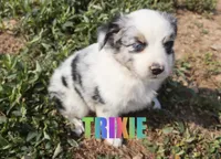 Trixie, a female Miniature Australian Shepherd for sale in Jasper, AR – 2 of 3