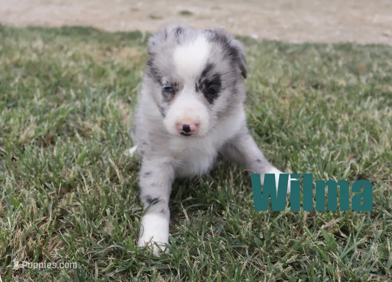 Wilma – Miniature Australian Shepherd puppy for sale in Jasper, AR