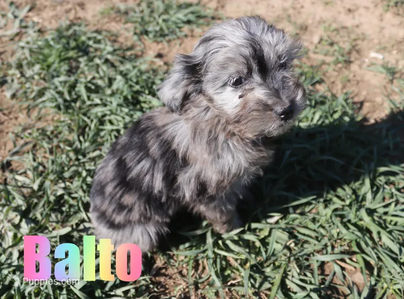 Balto – Miniature Aussiedoodle puppy for sale in Jasper, AR