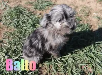 Balto, a male Miniature Aussiedoodle for sale in Jasper, AR – Photo 1 of 6