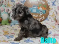 Balto, a male Miniature Aussiedoodle for sale in Jasper, AR – Photo 2 of 6