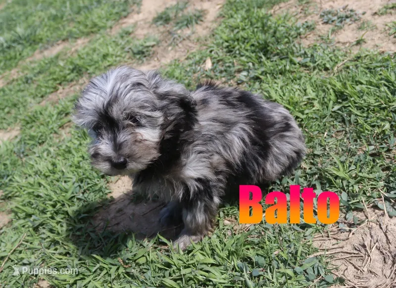 Balto – Miniature Aussiedoodle puppy for sale in Jasper, AR
