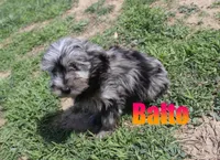 Balto, a male Miniature Aussiedoodle for sale in Jasper, AR – 3 of 9