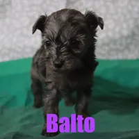 Balto, a male Miniature Aussiedoodle for sale in Jasper, AR – Photo 5 of 6