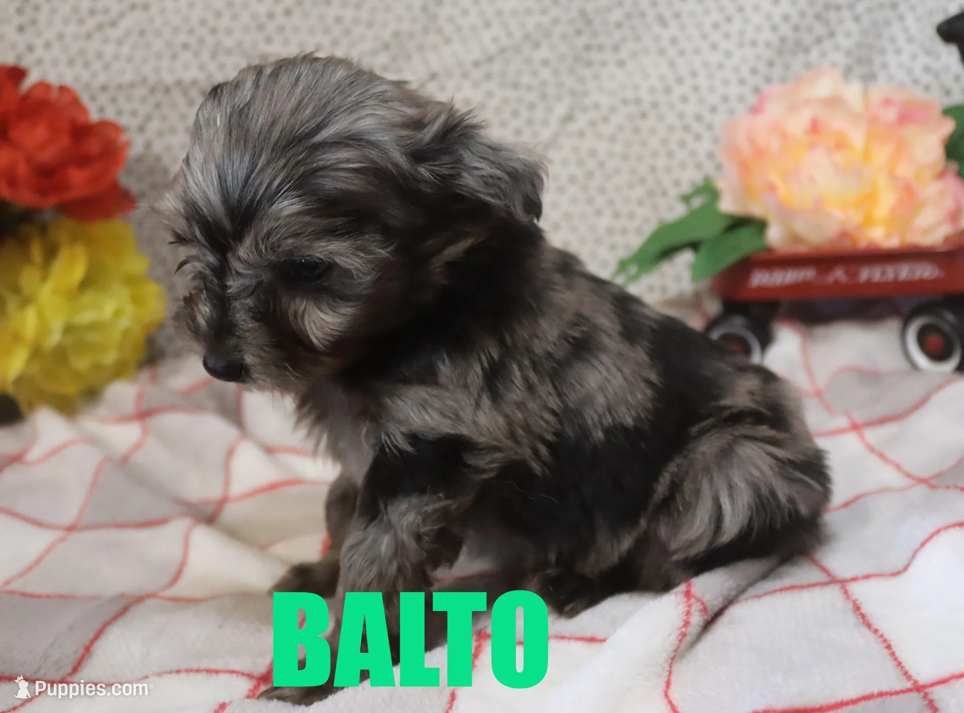 Balto – Miniature Aussiedoodle puppy for sale in Jasper, AR