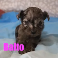 Balto, a male Miniature Aussiedoodle for sale in Jasper, AR – Photo 6 of 6