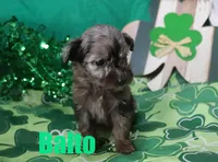 Balto, a male Miniature Aussiedoodle for sale in Jasper, AR – Photo 4 of 6