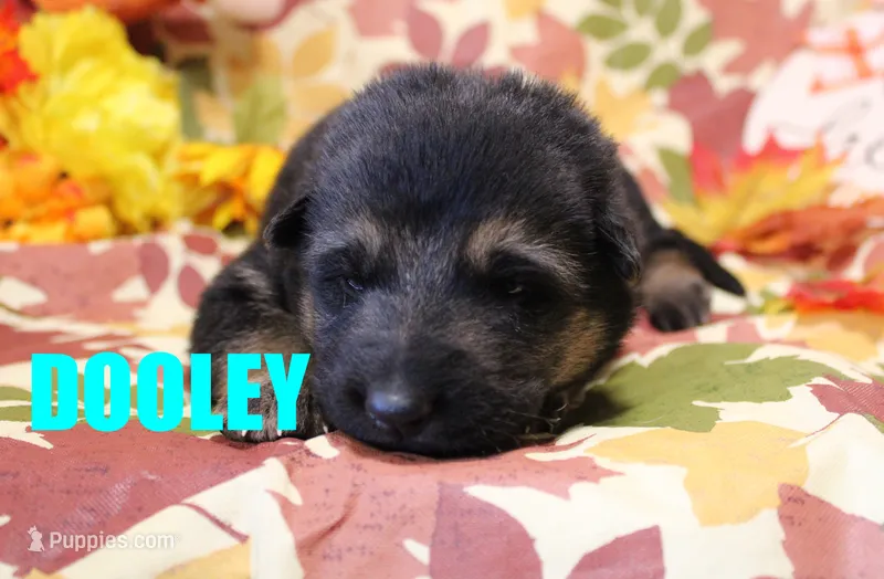 Dooley – German Shepherd Dog puppy for sale in Jasper, AR
