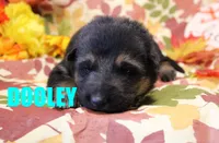 Dooley, a male German Shepherd Dog for sale in Jasper, AR – 1 of 1