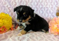 Klara, a female Miniature Australian Shepherd for sale in Jasper, AR – Photo 2 of 2