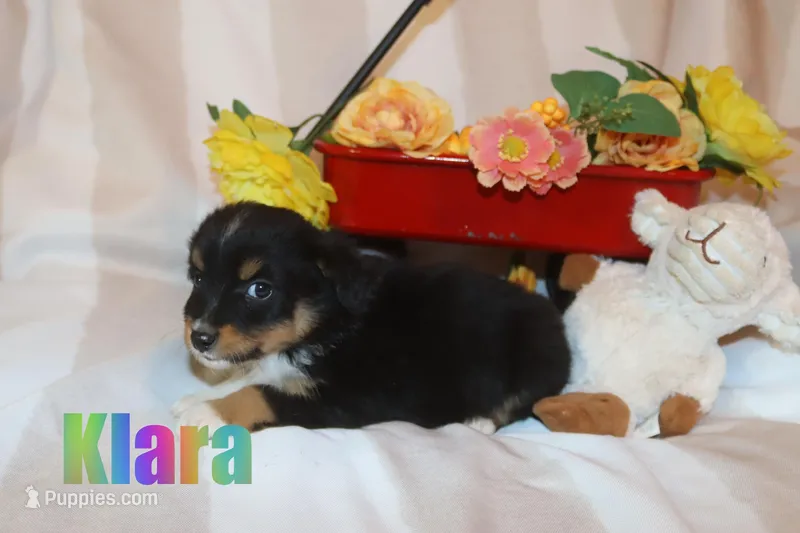 Klara – Miniature Australian Shepherd puppy for sale in Jasper, AR