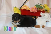 Klara, a female Miniature Australian Shepherd for sale in Jasper, AR – 4 of 6