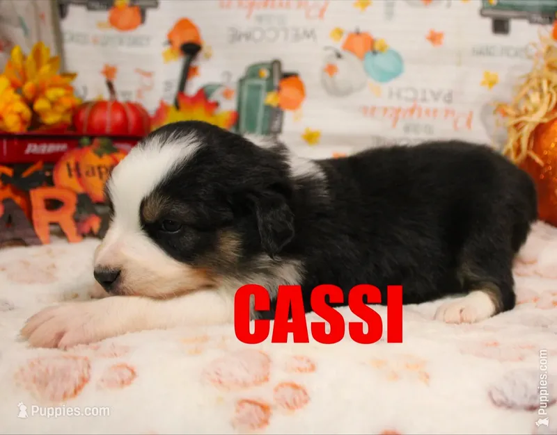 Cassi – Australian Shepherd puppy for sale in Jasper, AR