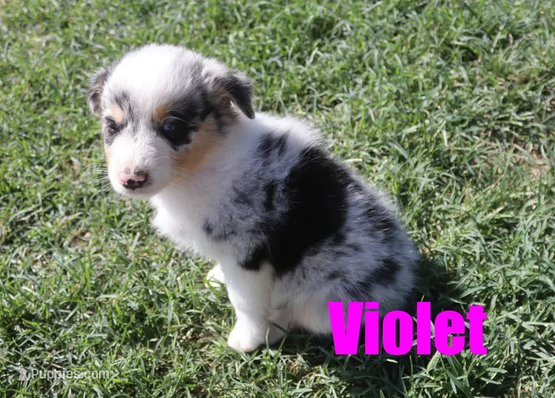 Violet – Australian Shepherd puppy for sale in Jasper, AR
