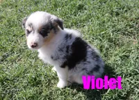 Violet, a female Australian Shepherd for sale in Jasper, AR – 3 of 8