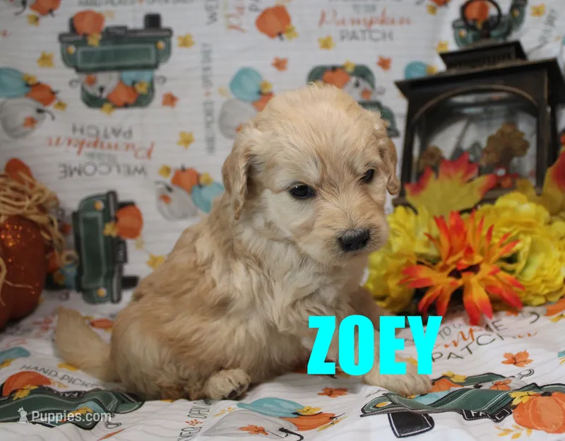 Zoey – Goldendoodle puppy for sale in Jasper, AR
