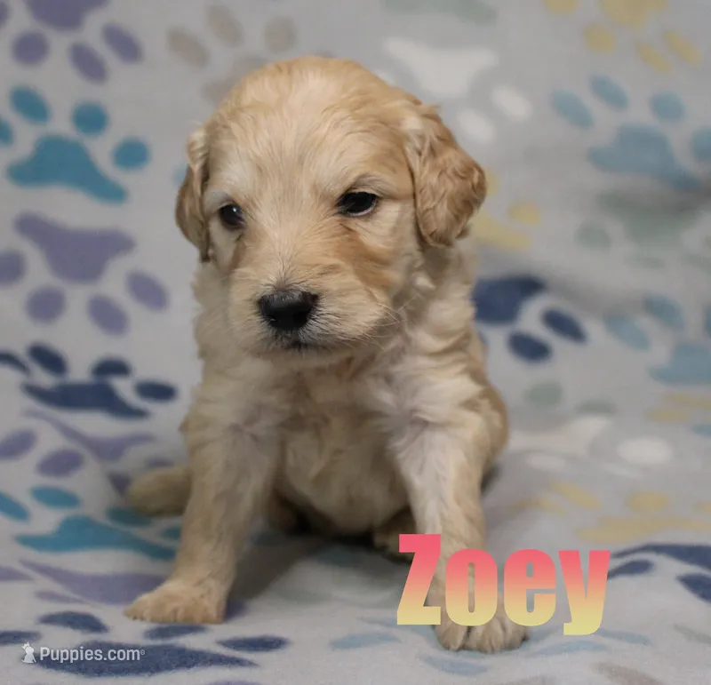 Zoey – Goldendoodle puppy for sale in Jasper, AR
