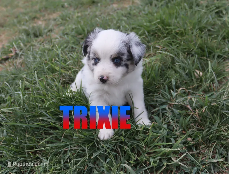 Trixie – Miniature American Shepherd puppy for sale in Jasper, AR