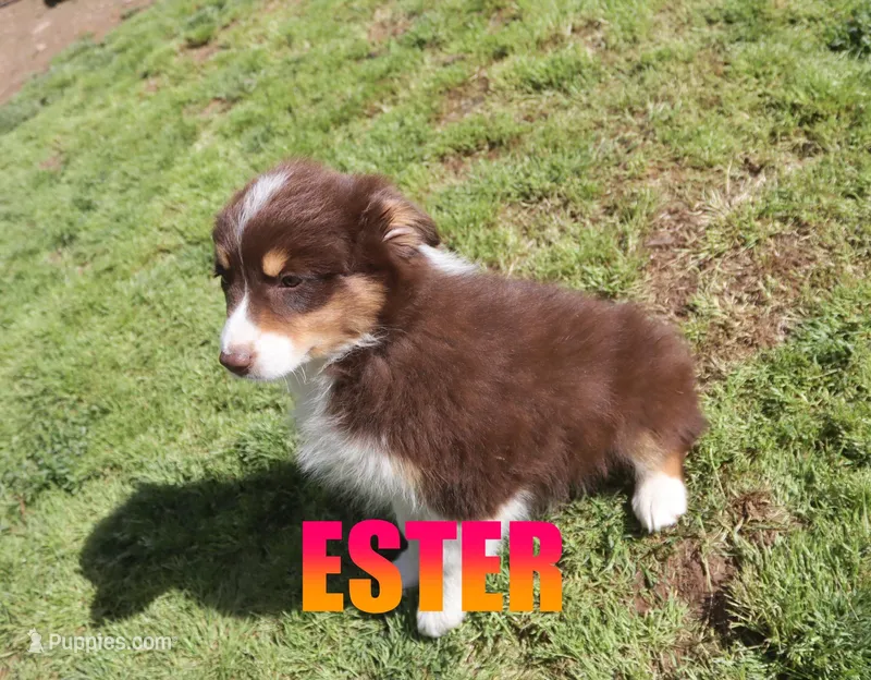 Ester – Australian Shepherd puppy for sale in Jasper, AR