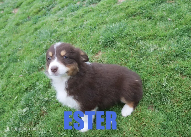 Ester – Australian Shepherd puppy for sale in Jasper, AR