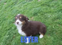 Ester, a female Australian Shepherd for sale in Jasper, AR – Photo 1 of 6