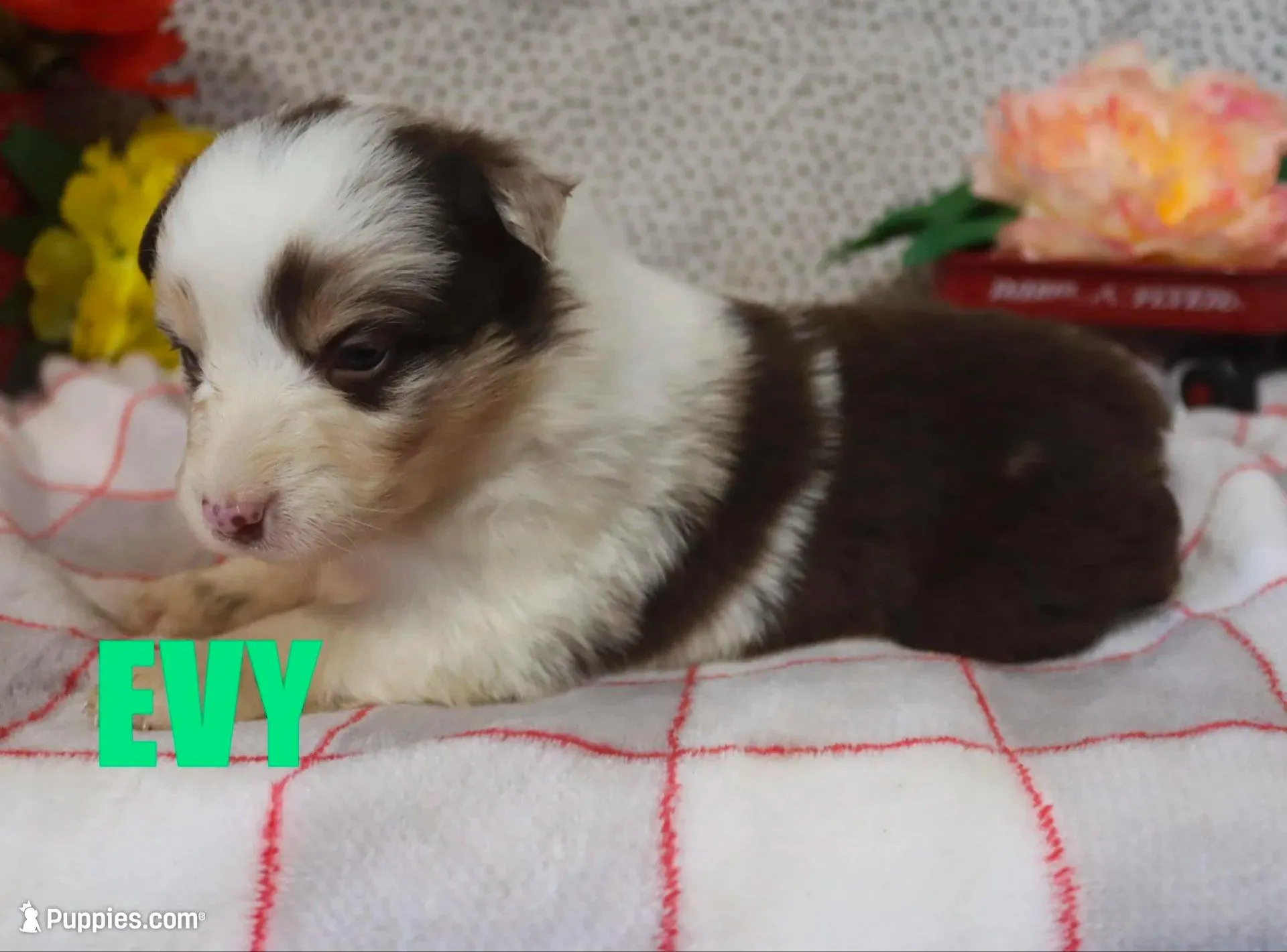 Evy – Australian Shepherd puppy for sale in Jasper, AR