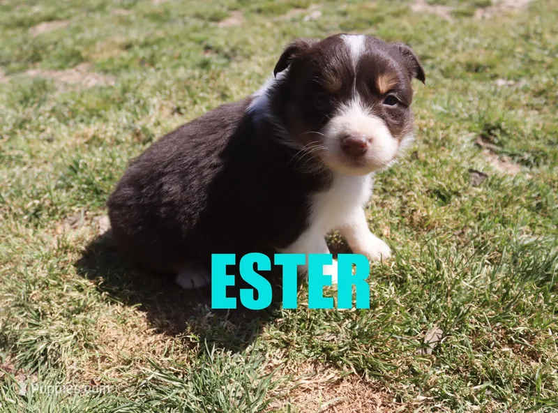 Ester – Australian Shepherd puppy for sale in Jasper, AR
