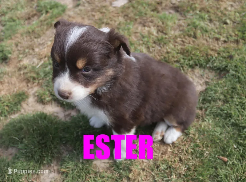 Ester – Australian Shepherd puppy for sale in Jasper, AR