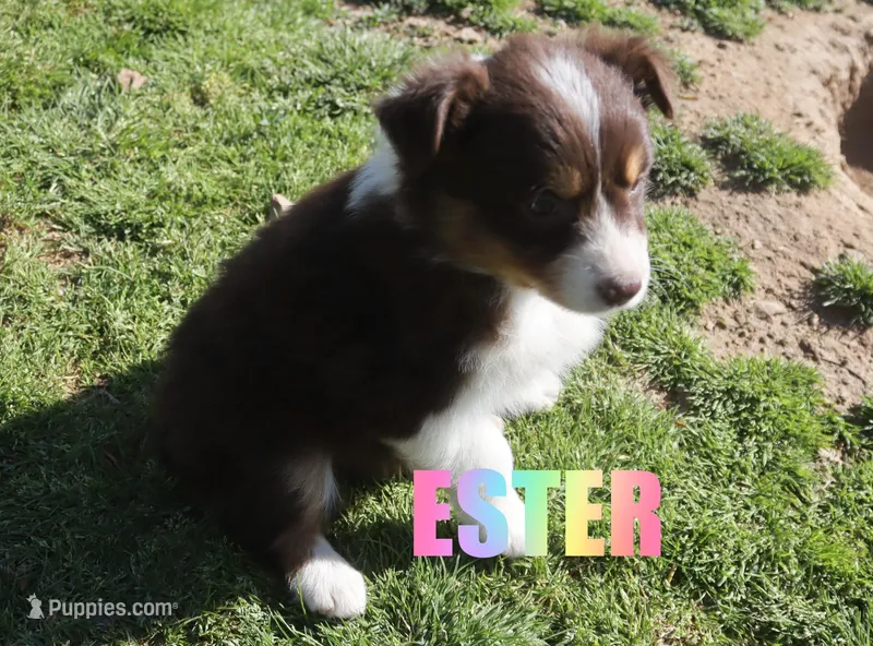 Ester – Australian Shepherd puppy for sale in Jasper, AR