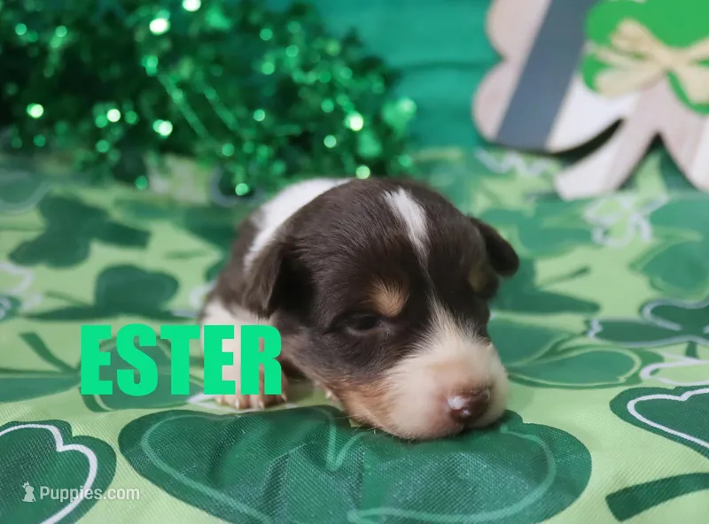 Ester – Australian Shepherd puppy for sale in Jasper, AR