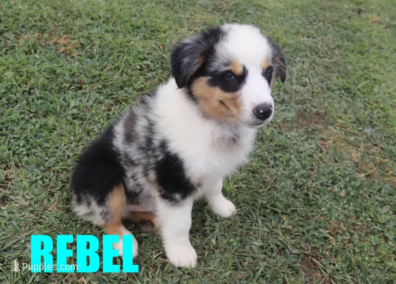 Rebel – Australian Shepherd puppy for sale in Jasper, AR