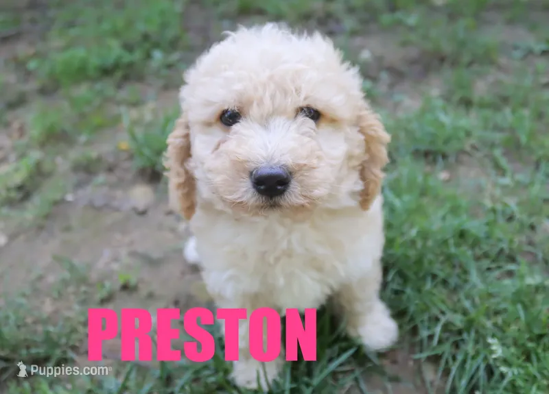 preston – Poodle - Miniature  puppy for sale in Jasper, AR