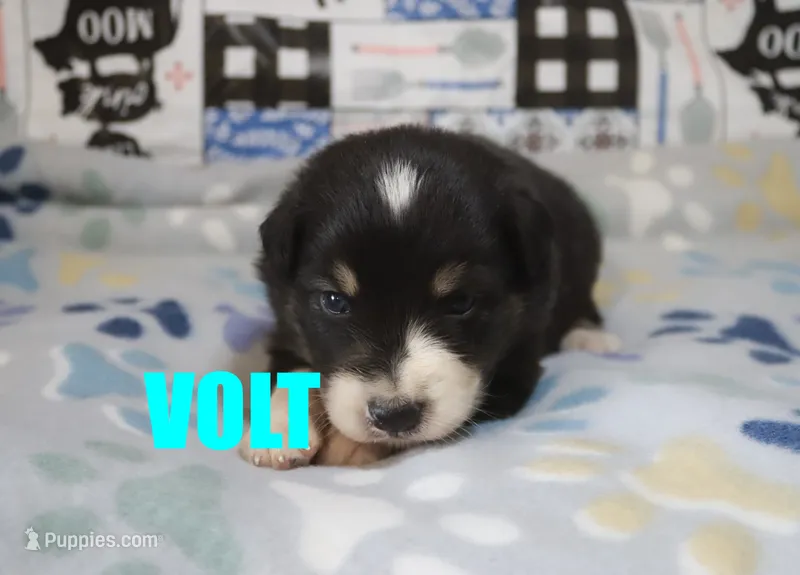 Volt – Australian Shepherd puppy for sale in Jasper, AR