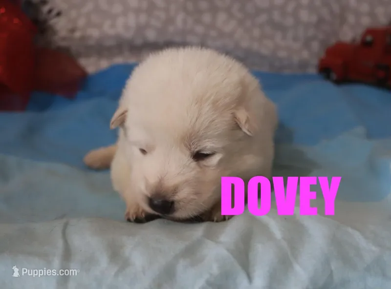 Dovey, a female German Shepherd Dog for sale in Jasper, AR – Photo 1 of 1